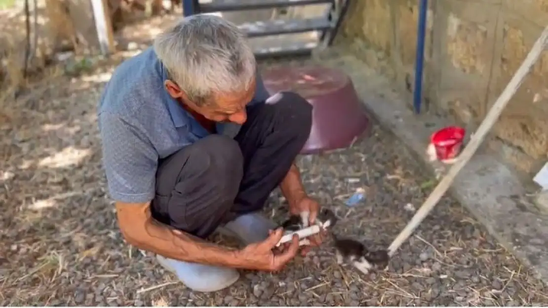 Annesiz kalan yavru kedileri şırınga ile besliyor