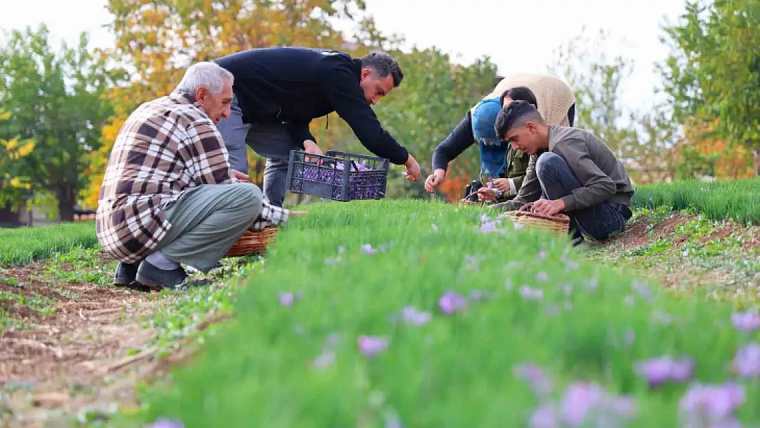 Deneme amaçlı başladı, kilosu 200 bin liraya satılıyor