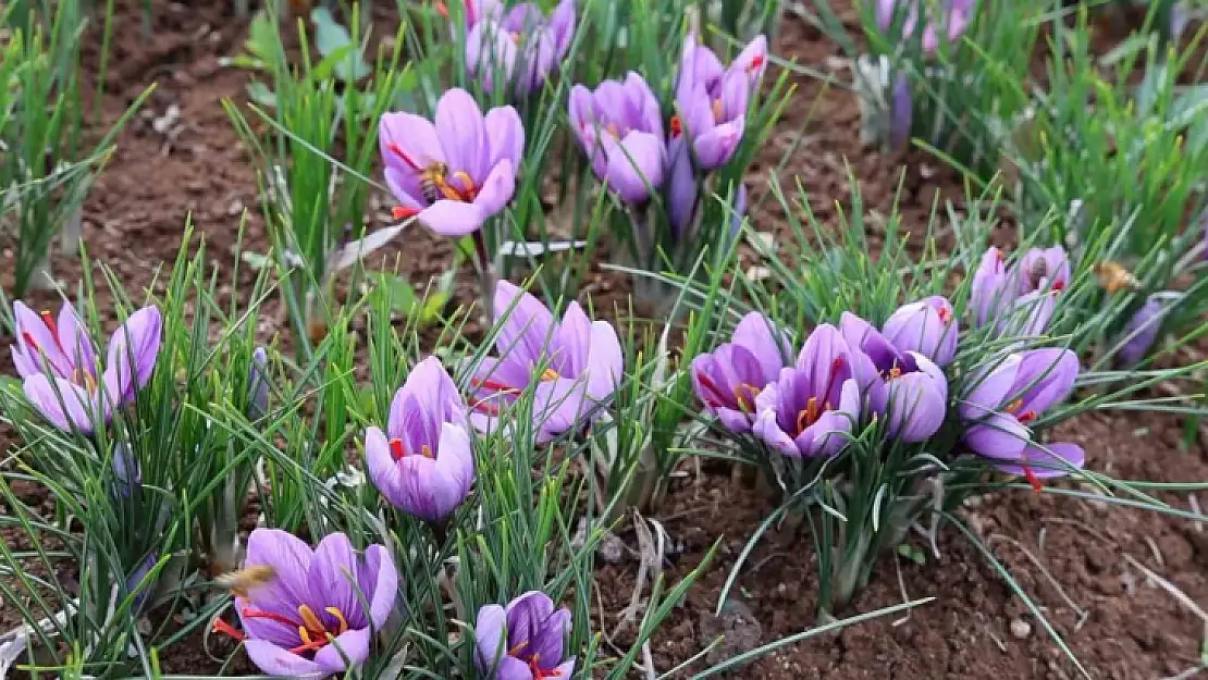 Dünyanın en pahalı baharatını ekti, kilosunu 200 bin liradan satıyor