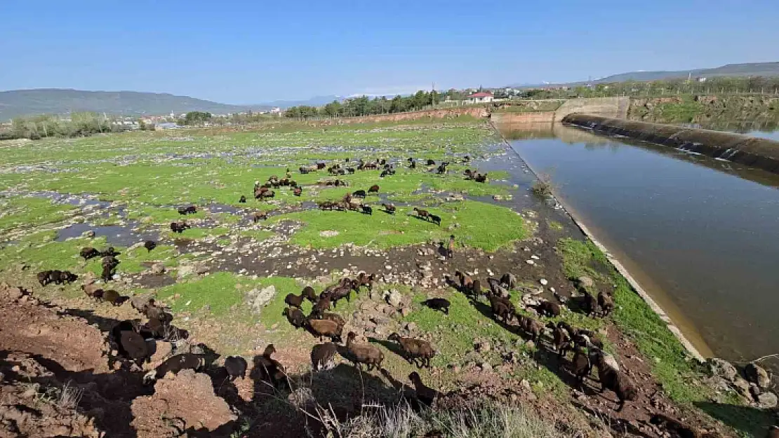 Elazığ'a bahar geldi, koyun sürüleri otlağa indi