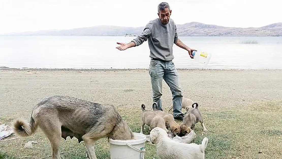 Hazar'da köpekleri ölüme terk ediyorlar