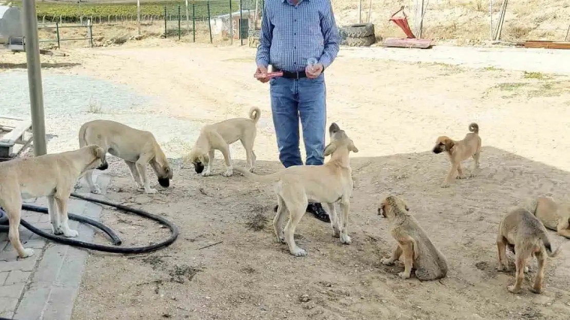 Köy muhtarının hayvan sevgisi: Çeyrek asırdır sahipsiz köpekleri besliyor