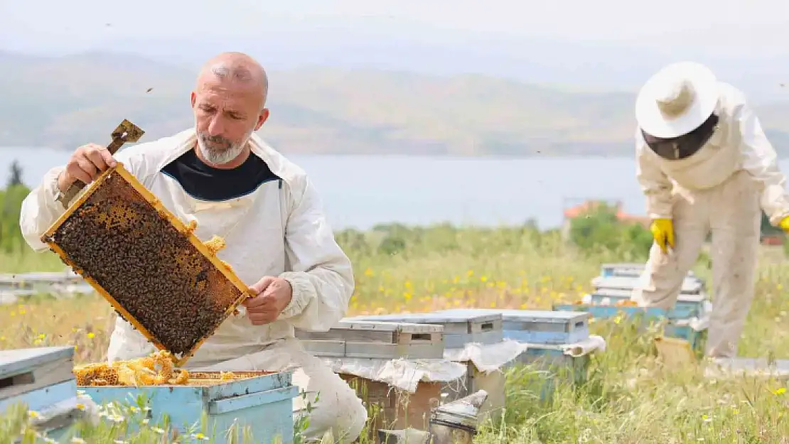 Toz taşınımı polen ve nektara ulaşımı zorlaştırdı, arılar strese girdi